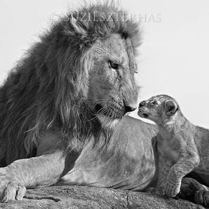 Carte d’animal de bébé / BABY LION et papa / carte blanche / Safari Animal / Carte de jour de père / Nouveau papa / Cadeau de jour de père / carte de salutation d’animal