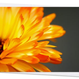 Nahaufnahme Gerbera – Naturfotografie
