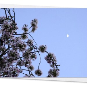 Seervolle kersenbloesem – Natuurfotografie