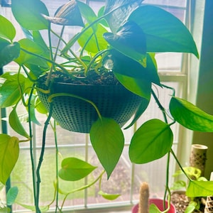 SkyPot 3D – Hanging Planter Design