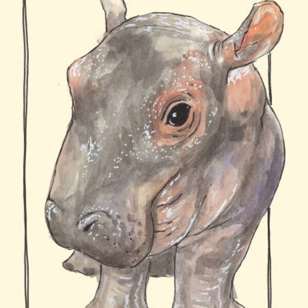 Bashful Fiona the Hippo Watercolor Art Print, Animals, Zoo, Cincinnati Art