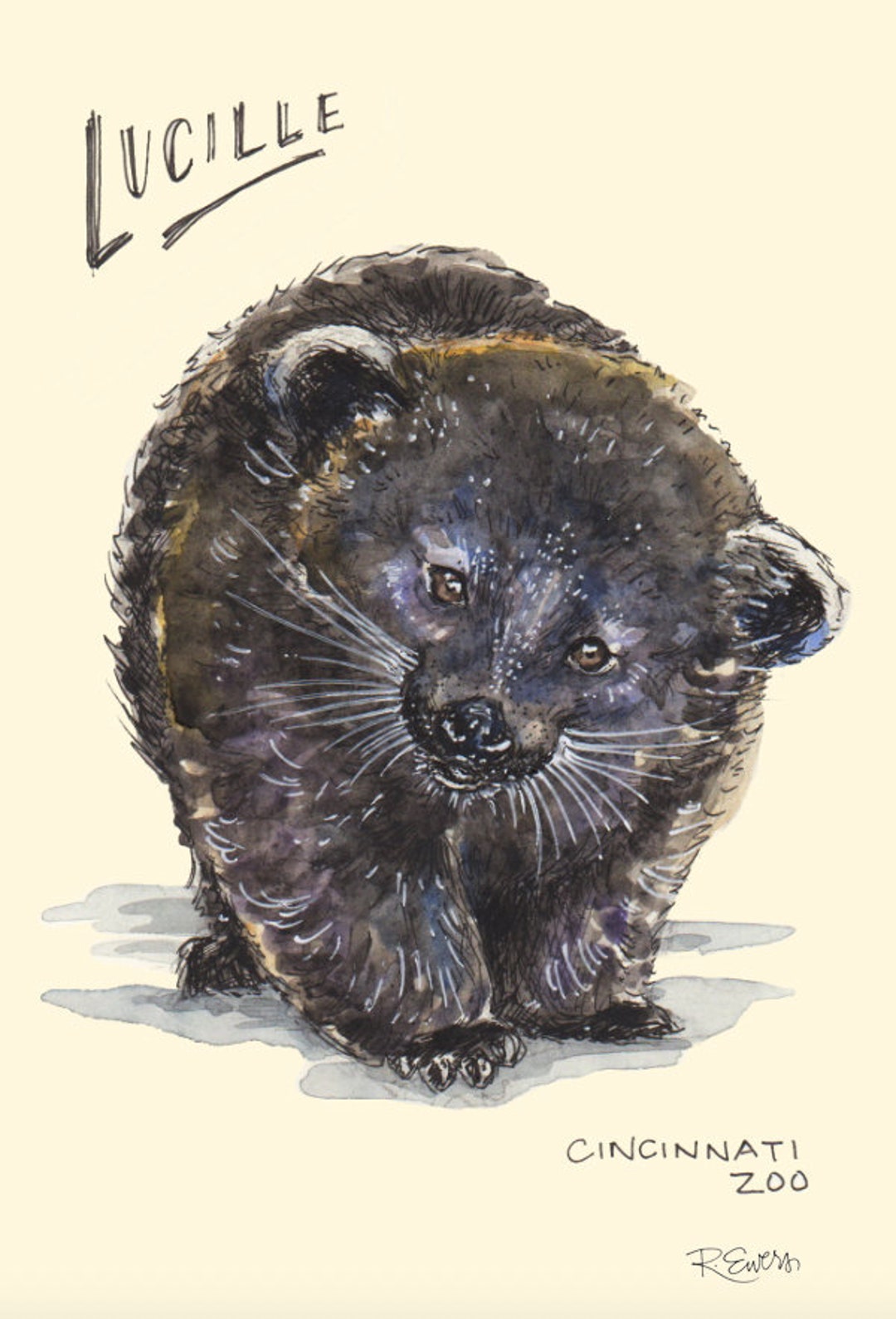 ルシール・ザ・ベアキャット水彩画アートプリント、動物、動物園