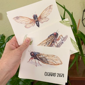 Cicada Brood X Post Cards - 6 Pack