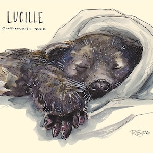Sleeping Lucille Bearcat Watercolor Art Print, Animals, Zoo, Cincinnati Art