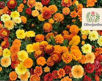 1000 Marigold Seeds - French Mix - Assorted Heirloom Colors - Non-GMO Annual Flowers