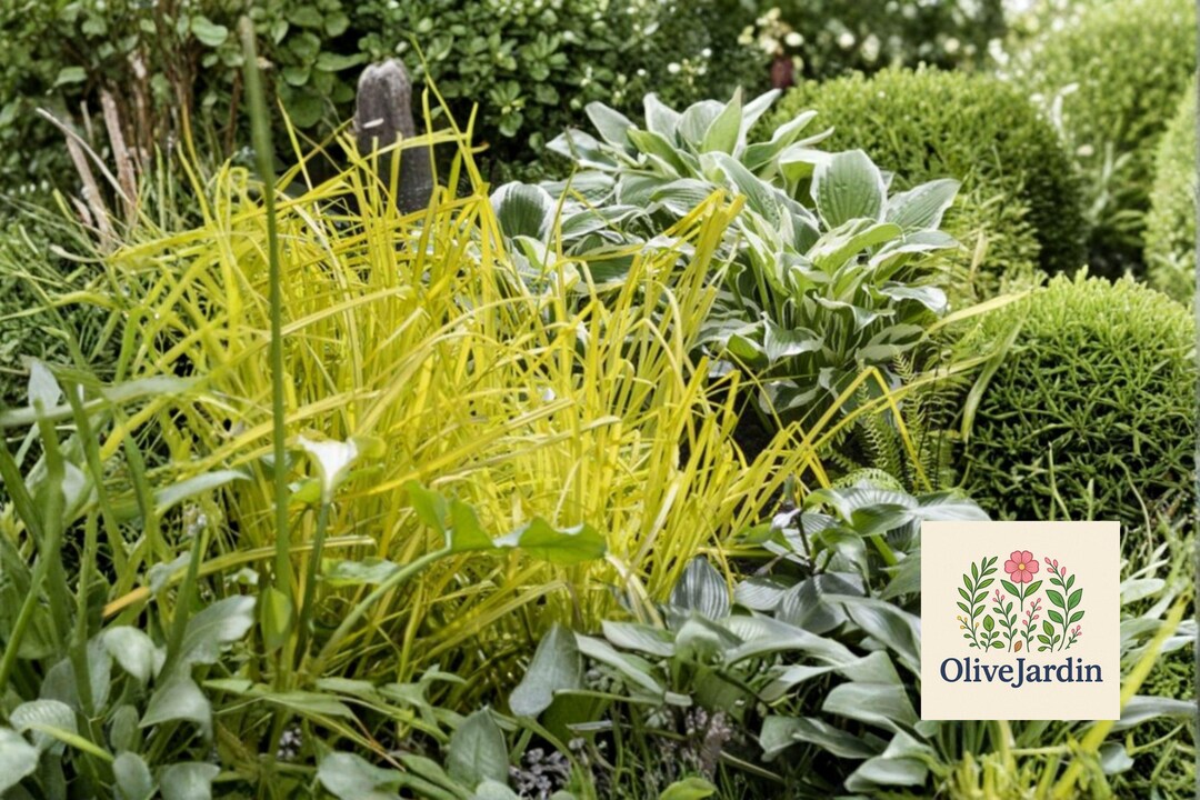 Seege 10 Carex Aurea Seeds – Golden Sedge – Ornamental Grass-like Perennial ...