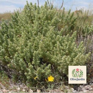 May include: A dense, light green shrub with small, textured leaves growing in a rocky landscape. A single bright yellow flower is visible at the base of the plant. A square logo with the text OliveJardin and a floral illustration is present.