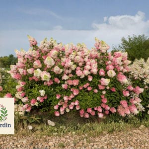 Puede incluir: Una vibrante exhibición de arbustos de hortensias rosas y blancas en plena floración, sobre un fondo de cielo azul con nubes esponjosas. La imagen incluye el logotipo de OliveJardin en la esquina inferior izquierda.