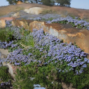 300 Blue Creeping Thyme Seeds - Fragrant Ground Cover Plant, Easy to Grow, Non-GMO, Perennial Lawn Alternative