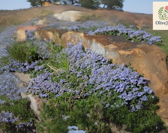 250 Blue Creeping Thyme Seeds: Fragrant Perennial Ground Cover