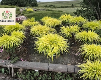 30 All Gold Japanese Forest Grass Seeds – Hakonechloa Macra Ornamental Grass