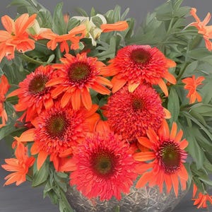 Moab Sunset Coneflower Seeds – 50 Echinacea Perennial Garden Flower Seeds