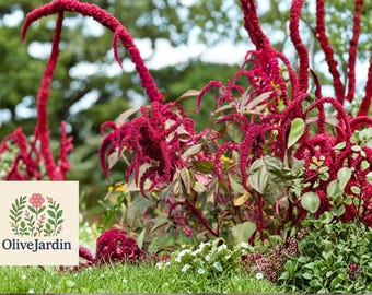 1500 Amaranth Opopeo Seeds – Red Amaranth Flower Plant – Edible Leaf Grain Variety – Non-GMO