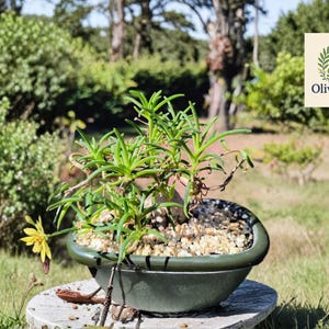 May include: A small bonsai tree with green leaves and a yellow flower in a dark green oval pot. The pot sits on a round, light-colored stone surface. The background features a blurred view of trees and greenery, with the OliveJardin logo in the top right corner.