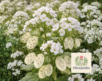 50 Silver Dollar Plant Seeds – Lunaria annua Money Plant, Purple Flower, Dried Arrangement Pods