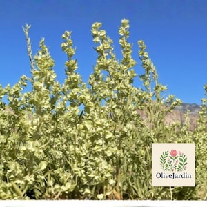 May include: A cluster of light green flowering plants with tall, slender stalks and small, textured buds. A square logo featuring a pink flower, green leaves, and the text OliveJardin is positioned in the lower right corner of the image.