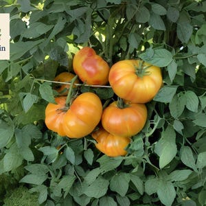 May include: A cluster of ripe, orange tomatoes hangs from a vine with lush green leaves. The tomatoes are large and have a slightly ribbed texture. The OliveJardin logo is in the upper left corner. The image showcases fresh produce.