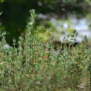 May include: Close-up of a patch of thyme plants with small green leaves and slender stems. The plants are in focus, with a blurred green background. The OliveJardin logo is in the upper right corner.