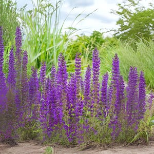 500 Sage BLUE Salvia Seeds - Hardy Perennial Flower, Hummingbird & Butterfly Magnet, Pollinator Garden, Non-GMO USA