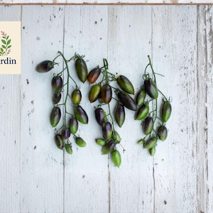 May include: Clusters of oblong tomatoes in shades of green, purple, and brown rest on a white, weathered wooden surface. The tomatoes are attached to green stems. A logo in the upper left corner reads "OliveJardin" with a floral design.