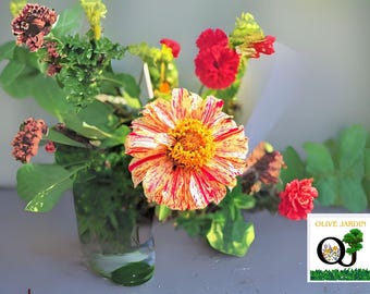 150 Peppermint Zinnia Seeds - Double Bloom Red and White - Rare Non-GMO Flowers