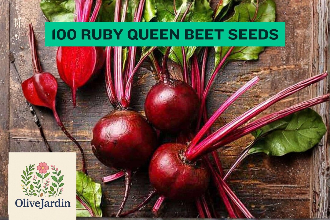 100 Ruby Queen Beet Seeds – Heirloom Vegetable Garden - Etsy