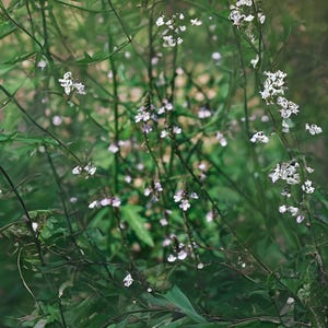 100 True Vervain Seeds - Verbena officinalis - Herb and Flower Seeds
