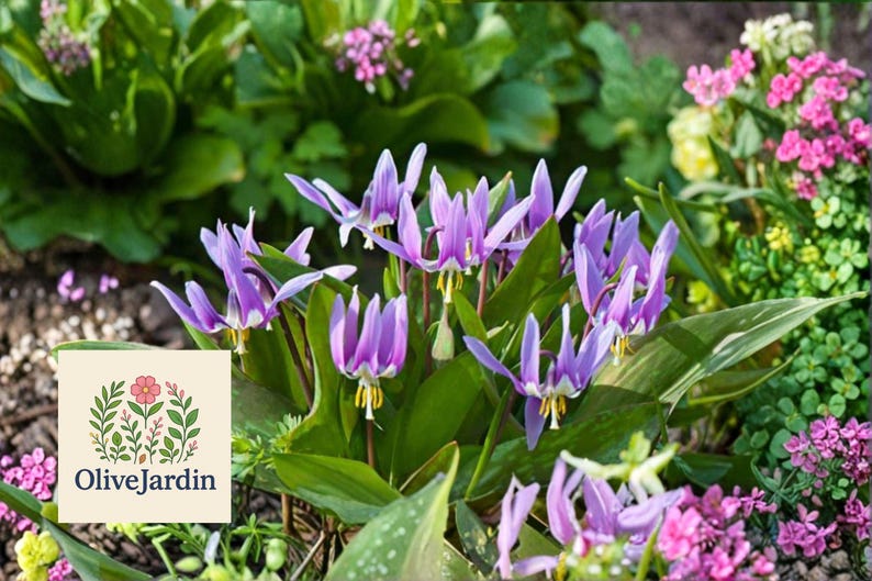 OliveJardin Erythronium dens-canis Seeds