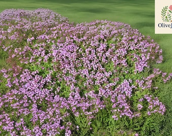 1000+ Creeping Thyme Seeds - Thymus serpyllum, Purple Flowering Groundcover, Perennial Lawn Alternative, Non-GMO