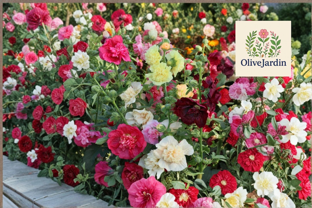 100 Hollyhock Seeds – Mixed Double Blooms – Tall Heirloom Biennial ...