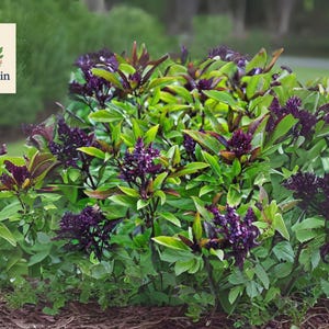 Siam Queen Thai Basil Seeds | 2500 NON-GMO Seeds | Clove-Scented | Thai Cooking Herb | Aromatic & Flavorful
