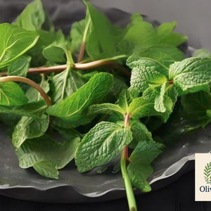 500 Spearmint Seeds | Mentha spicata | Heirloom Non-GMO | Fragrant Culinary Herb | Easy to Grow Mint