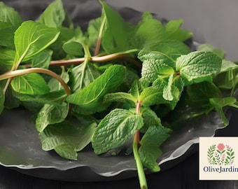 Mentha Nilaca Egyptian Mint Live Plant in 2.5 Inch Pot - Etsy