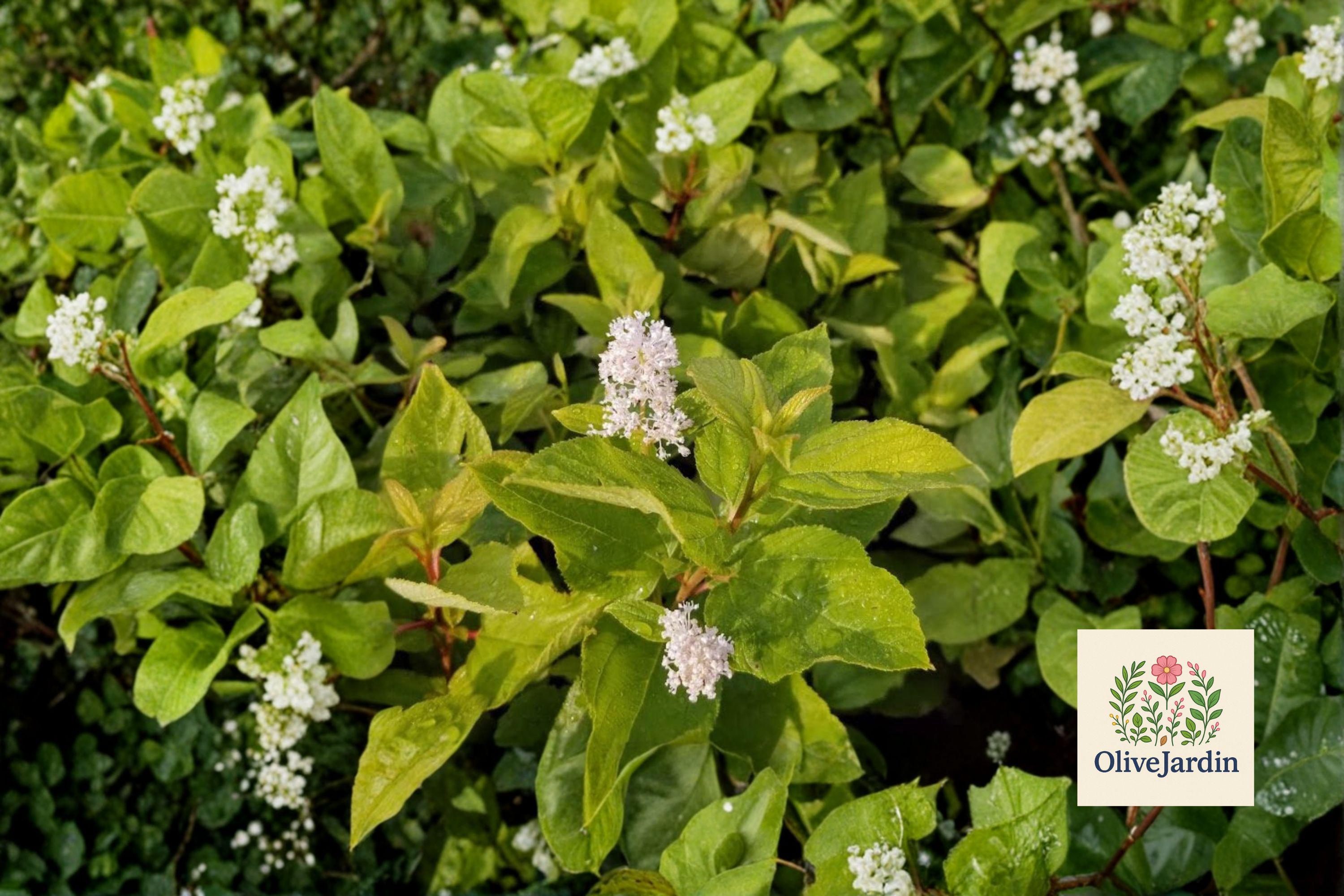 Hummingbird Strub 20 New Jersey Tea Seeds - Ceanothus Americanus - White Hummingbird ...