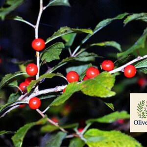 May include: Close-up of a plant branch with green leaves and bright red berries. The berries are round and clustered along the stems. The image includes the OliveJardin logo in the bottom right corner.