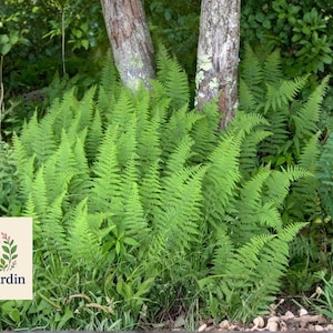 May include: A lush display of vibrant green ferns thrives in a natural setting, with a backdrop of trees and foliage. The image features a variety of fern types, creating a dense, textured appearance. The OliveJardin logo is visible in the lower left corner.