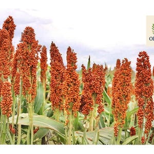May include: A field of sorghum plants with tall, reddish-brown seed heads. The plants have long, green leaves and are set against a cloudy sky. The OliveJardin logo is in the upper right corner.