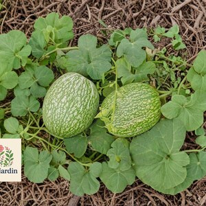 May include: Two green and white striped gourds rest among green leaves and vines. The gourds are oval-shaped with a textured surface. The image includes the Olivejardin logo in the lower left corner.