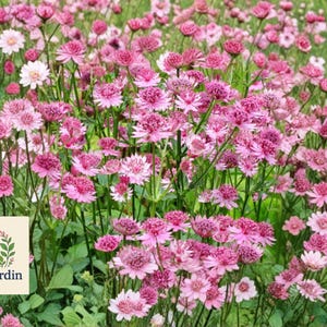 May include: A field of pink flowers with green stems and leaves. The flowers are in various shades of pink, with some white flowers interspersed. The image includes the OliveJardin logo in the lower left corner, featuring a floral design.