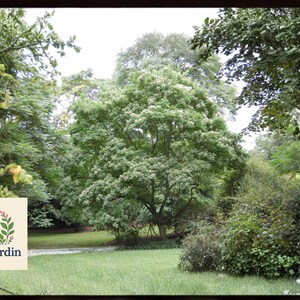 50 Bee-Bee Tree Seeds – Tetradium daniellii – Deciduous Tree