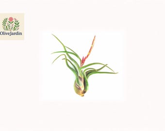 3 Tillandsia Air Plants – Caput Medusae – Easy-Care Epiphyte – Live Plant