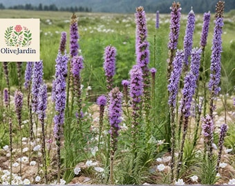 100 Prairie Blazing Star Seeds – Liatris pycnostachya – Native Wildflower