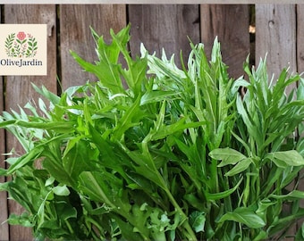 1000 Mizuna Seeds - Japanese Mustard Green - Fast Growing Leafy Green - Heirloom / Non-GMO