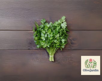 1000 Italian Giant Parsley Seeds: Heirloom Flat-Leaf Culinary Herb