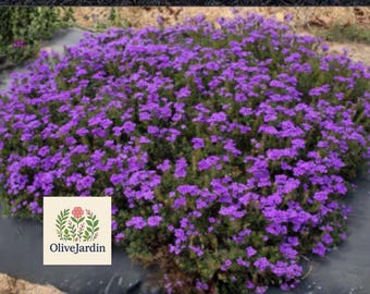 May include: A vibrant, rounded bush covered in small, bright purple flowers. The plant is dense and lush, with green foliage peeking through the blooms. The image includes the OliveJardin logo in the lower left corner, suggesting a garden or plant-related theme.
