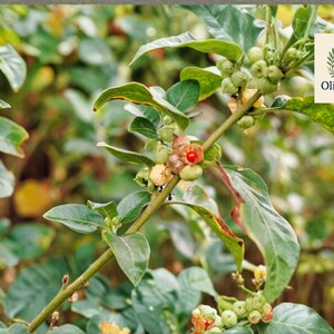 May include: Close-up of a plant with green leaves and small, round, green and red berries. The plant stem is brown. The image includes the text "OliveJardin" in a logo with floral elements.