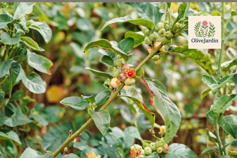 May include: Close-up of a plant with green leaves and small, round, green and red berries. The plant stem is brown. The image includes the text "OliveJardin" in a logo with floral elements.
