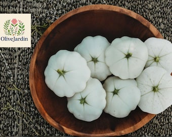 20 Early White Bush Scallop Squash Seeds – Heirloom Patty Pan Type – Early Summer Variety
