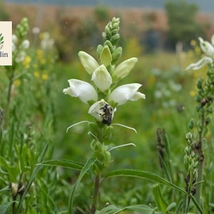 May include: A field of wildflowers with white blossoms and green foliage. A bee is on one of the flowers. The OliveJardin logo is in the upper left corner.