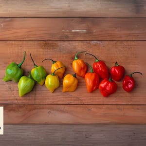 60 Red Habanero Pepper Seeds | Super Hot Heirloom | Non-GMO | Garden Chili Seeds | Easy to Grow | Free Shipping USA